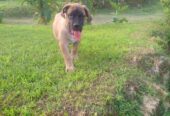 Purebred Boerboel 1-3 Months