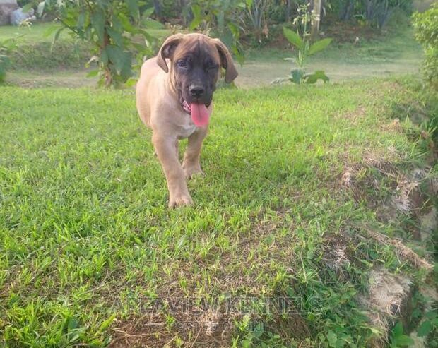 Purebred Boerboel 1-3 Months