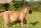 Purebred Boerboel 1-3 Months