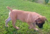 Purebred Boerboel 1-3 Months