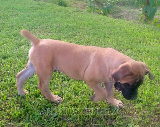 Purebred Boerboel 1-3 Months