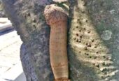 PENIS ENLARGEMENT IN MBALE+27 71 009 6483