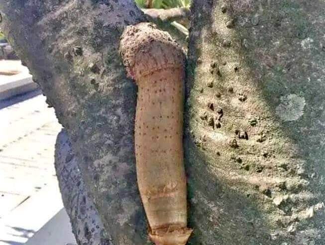 PENIS ENLARGEMENT IN MBALE+27 71 009 6483