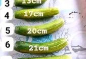 PENIS ENLARGEMENT IN MBALE+27 71 009 6483