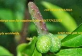 Herbal penis enlargement cream and pills +256777422022