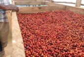 top-quality Ugandan coffee beans +27719755564