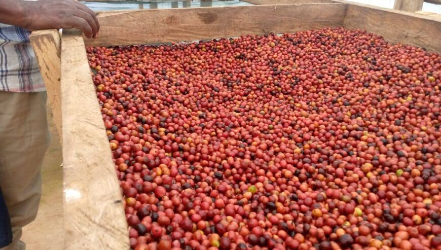 top-quality Ugandan coffee beans +27719755564