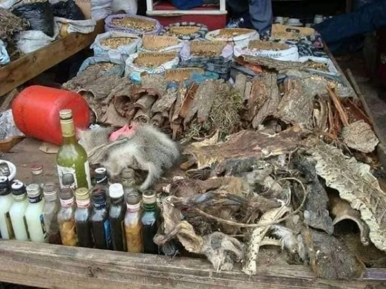 SANGOMA +27790293623 A TRADITIONAL HEALER in / A SPE