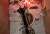 {+2349027025197} join occult for money ritual ®™